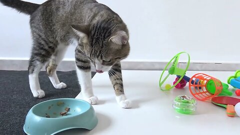 Hungry Cats See Nothing but their Food