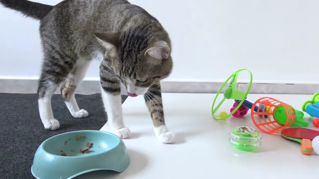 Hungry Cats See Nothing but their Food