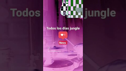 Todos los días Jungle