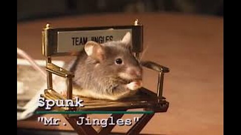 Mr. Jingles- Where is he now?