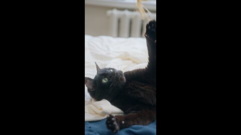 Cat meme