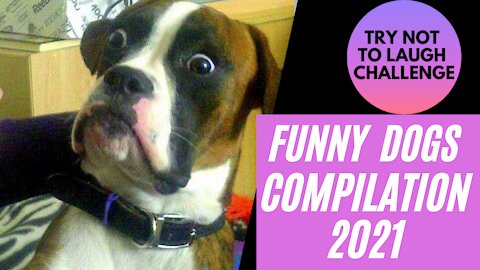 The Craziest & The Funniest DOGS of 2021- TRY NOT TO DIE WHILE LAUGHING