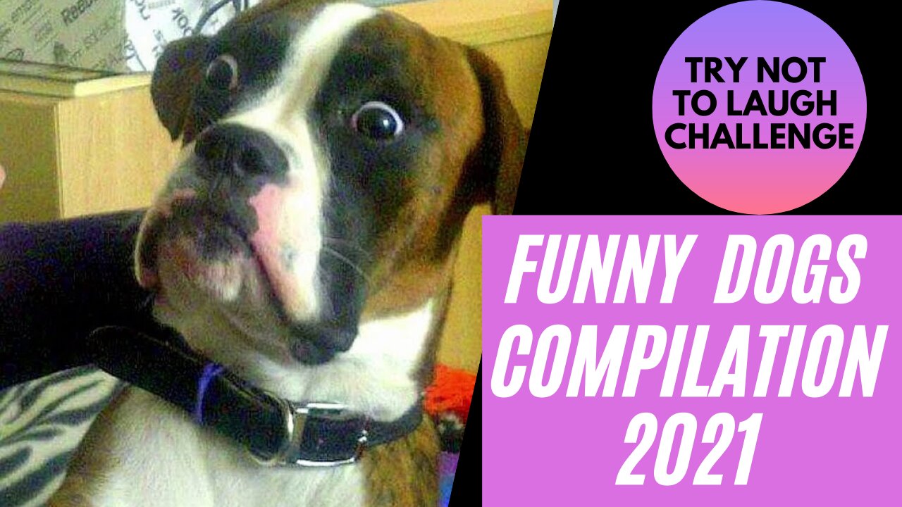 The Craziest & The Funniest DOGS of 2021- TRY NOT TO DIE WHILE LAUGHING