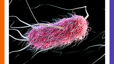 UPDATE Source of E Coli Outbreak Found