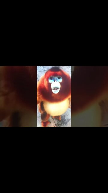 Real Animal or Ewok?