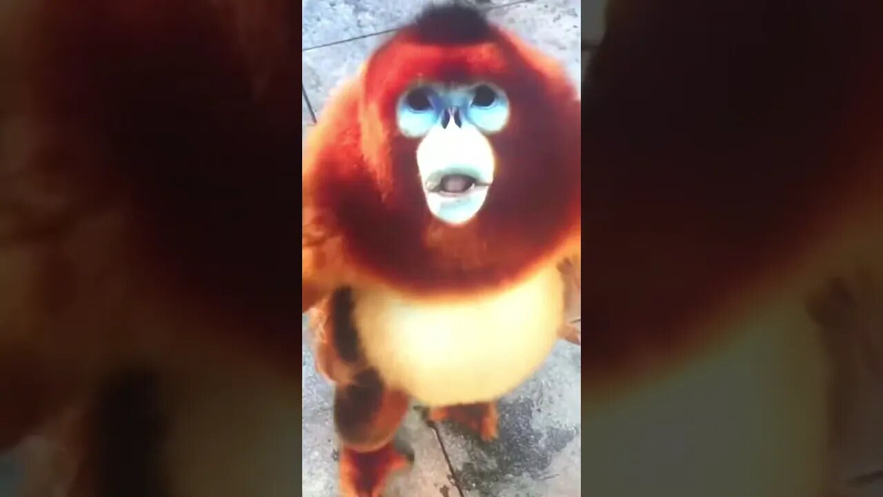 Real Animal or Ewok?