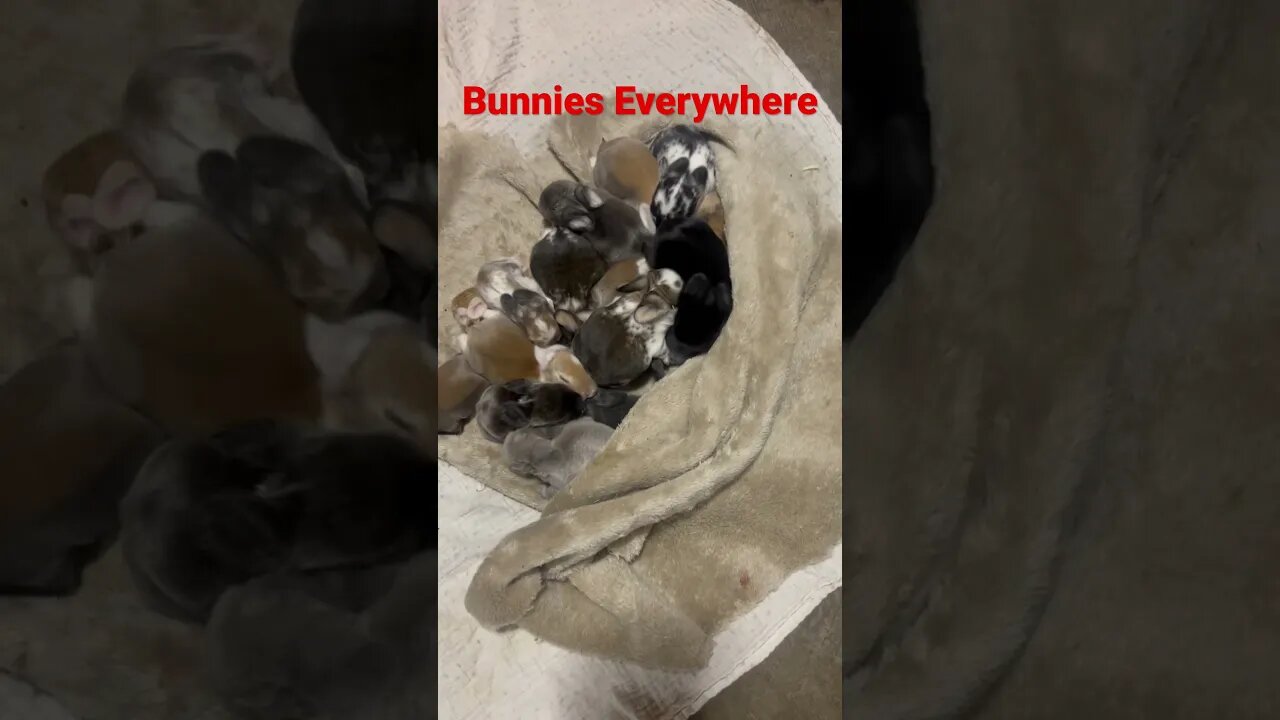 Bunnies Everywhere