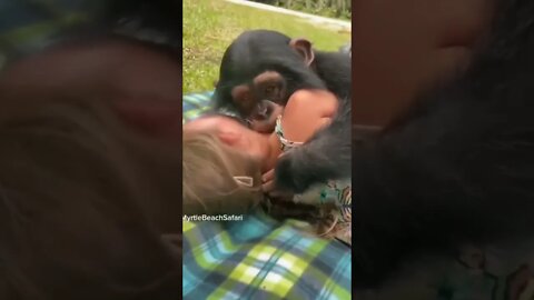 Monkey 🐒 and owner Child hugged eachother sweetly | #Shorts #Animals #Monkey