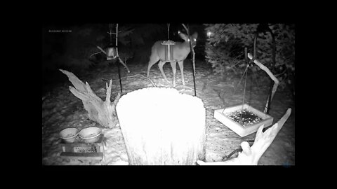 Family of Three Deer Visit the Feeder