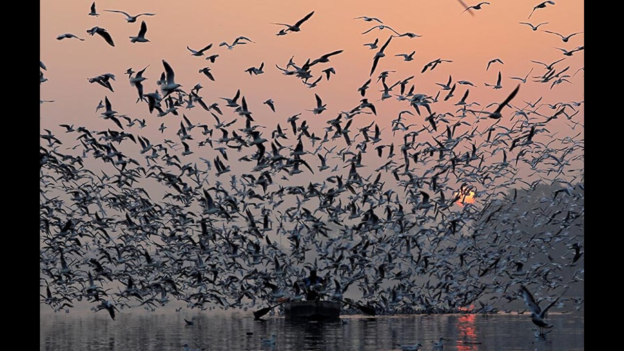 A flock of seagulls fly over the boats in the river it's beautiful