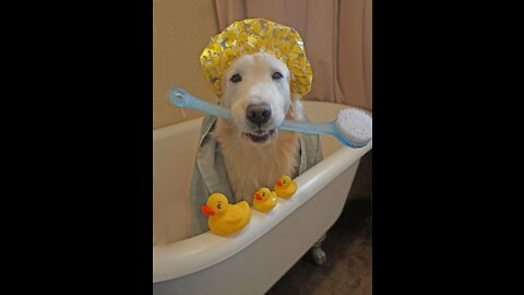 Funny and Cute Dogs | Funny Videos of Animals