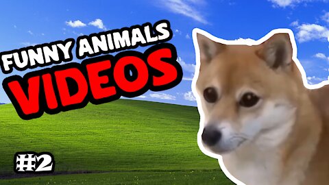 🤣 Funny Animals Videos| Cute Animals Compilation #2