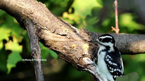 Hairy Woodpecker Hunting for Grubs "Success"