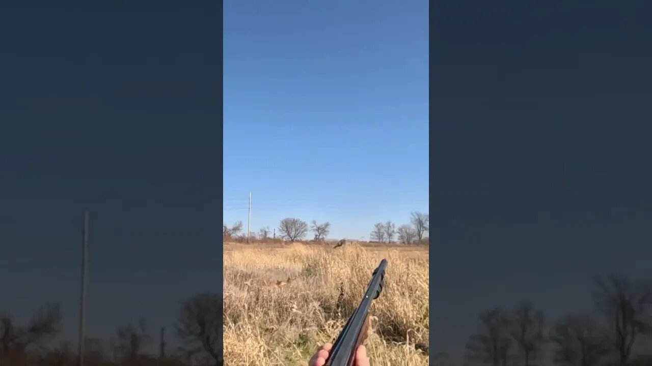 The Rooster Pheasant Escaped!!! 😳😳 #pheasanthunting #goldenretriever #birddog #uplandhunting