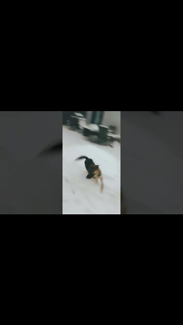 My Shepsky is Crazy Wild Sometimes #shorts