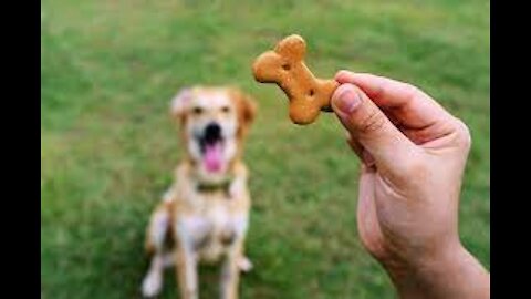 Learn to make dogs treat at home!