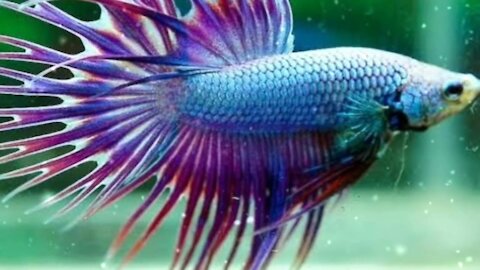 fun ornamental fish for home decoration