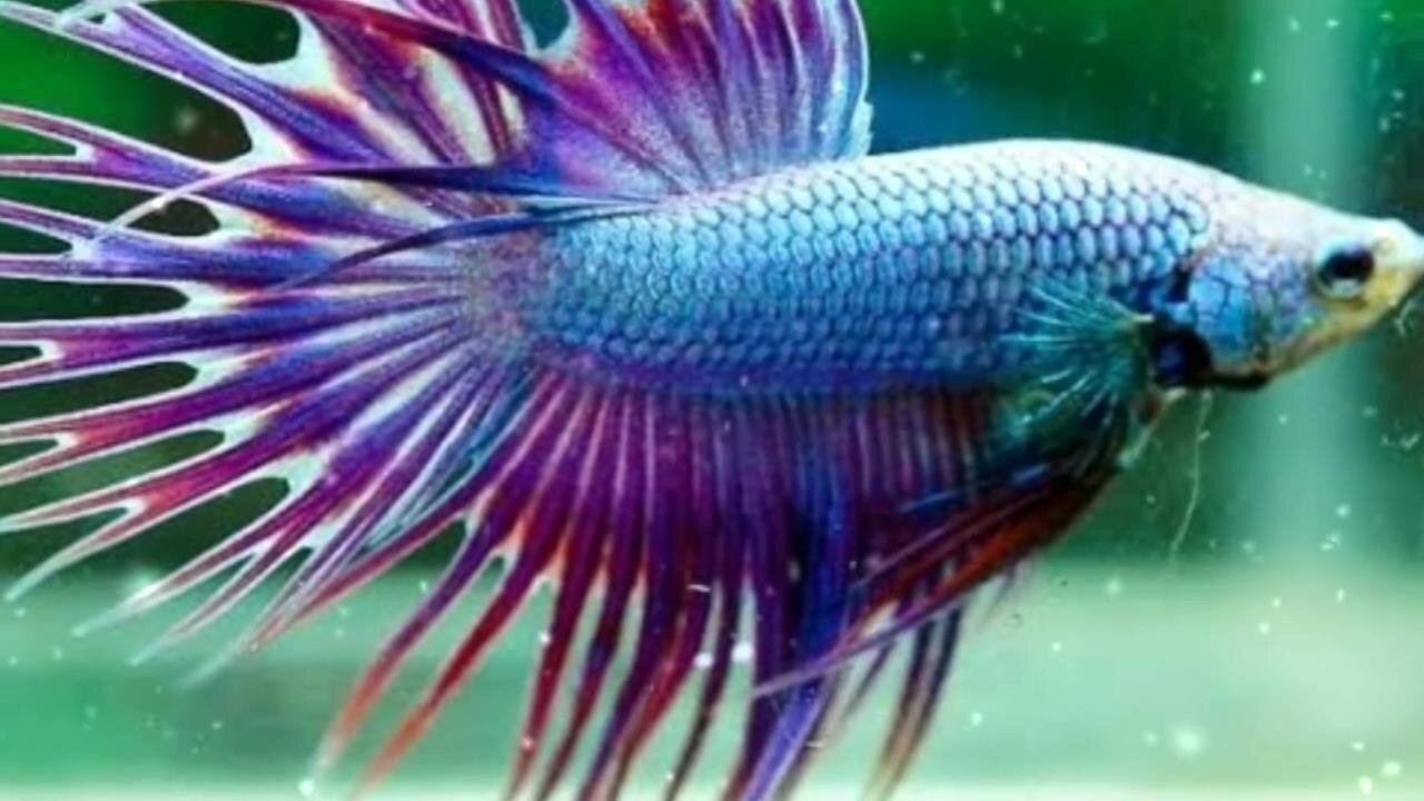 fun ornamental fish for home decoration