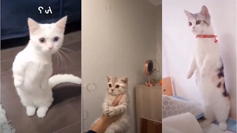 Best Funny Cat Videos 🤓 Cat Videos Compilation 😍
