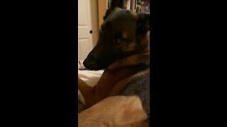 Loki sees Codi under the covers in Mommy’s bed