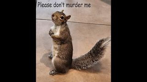 Famous TikTok squirrel euthanized after it was taken from owners in New York...
