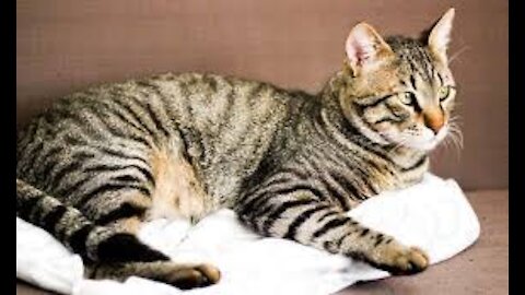 Hairy Cats Talking !! These Cats Can Communicate In English Better Than Hooman