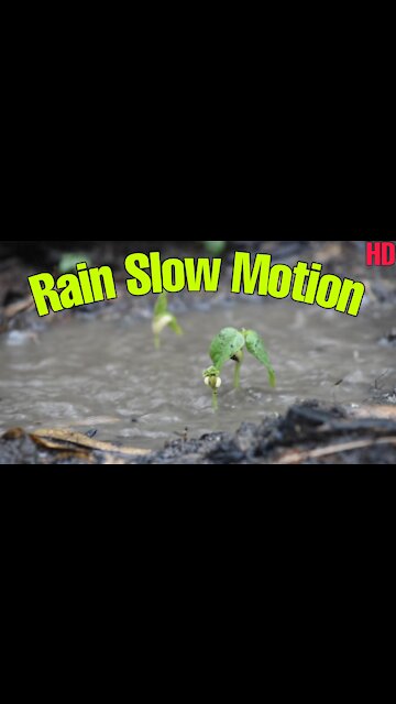 Rain Slow Motion Video