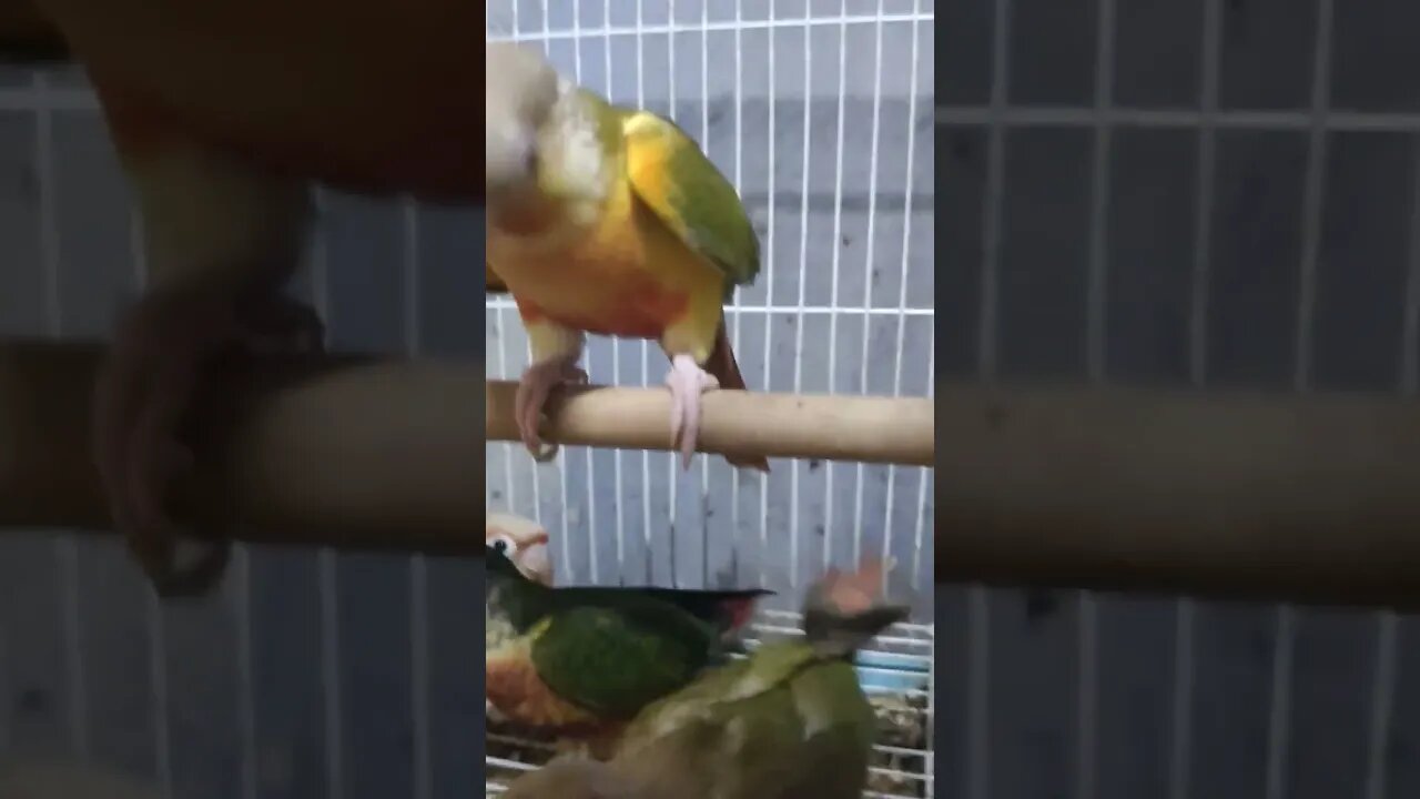 Conure babies feeding time l #shorts l #conure l @BikisAviary