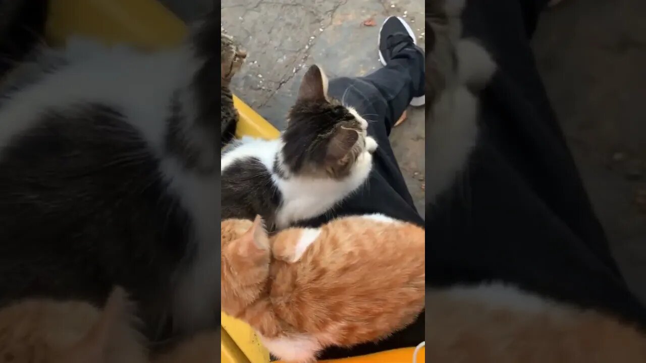 Istanbul Cats tiktok romanturkey