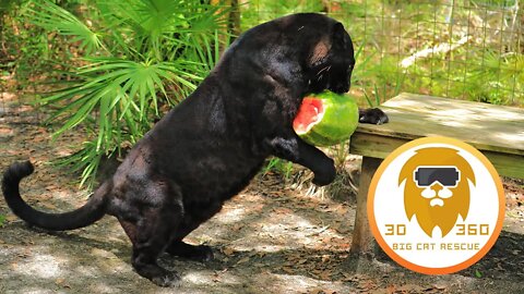 Big Cats & Watermelons! in 3D 180VR