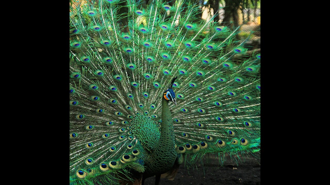 Beautiful peacock