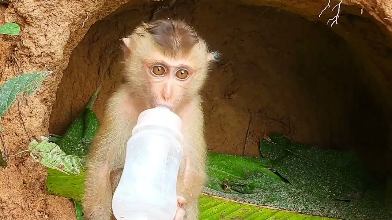 Poor kley monkey was so happy that I bought milk while it was raining heavily25 7