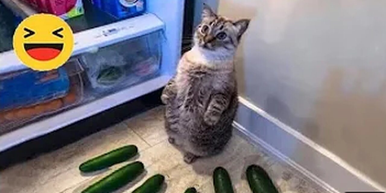Funniest Cats 😹 - Silliest Creature on Earth 😂 - Funny Cats Videos 2023