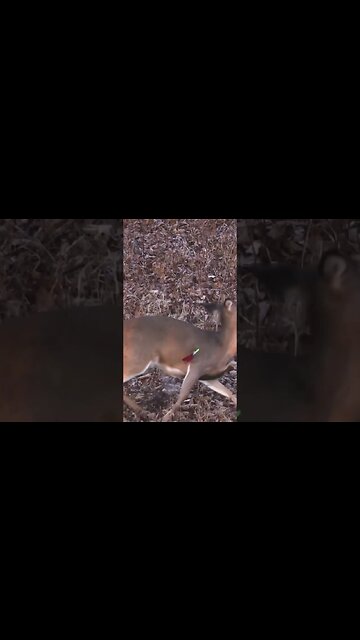 Accuracy Is Everything! (Doe Down!)