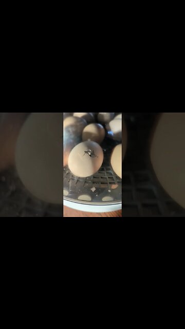 Let the Hatching Begin!!