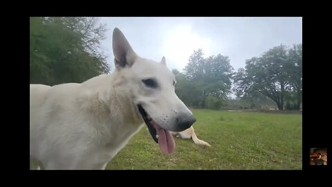 German Shepherds Battle Viciously for Tennis Ball