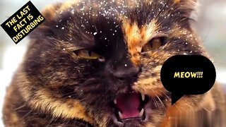 10 Amazing Cat Facts You Need To Know