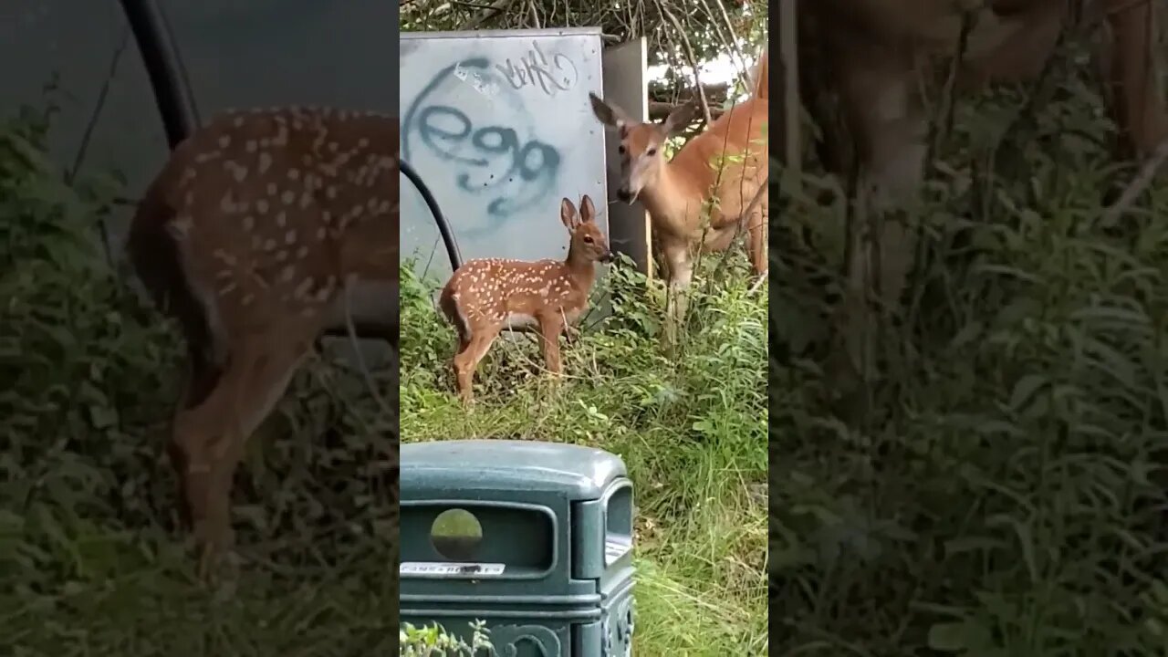 wally walks and baby deer and its mom #deer #urbandeer #dog