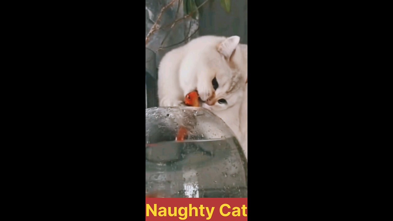 Naughty cat