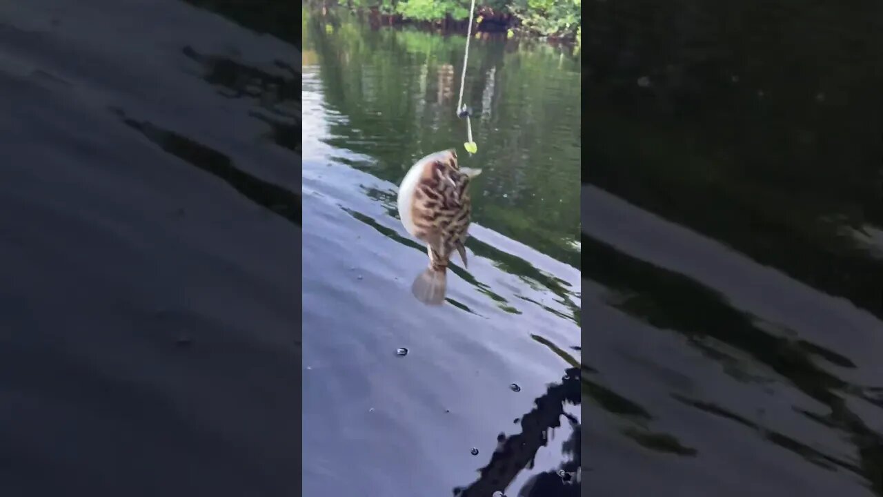 Puffer Fish Puffing Up like a Balloon | #shorts