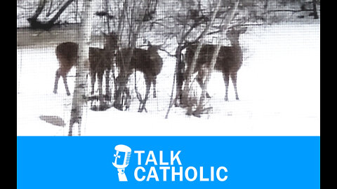 New Years Resolutions On Essential Truths -- Talk Catholic with Tim Kilcoyne