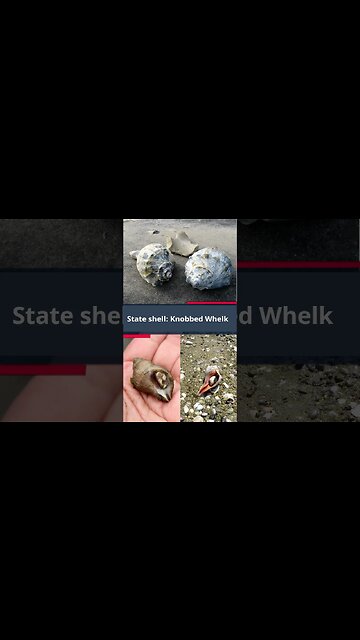 New Jersey State Symbols #NewJersey #NJ #StateSymbols #Shorts #education #history #facts