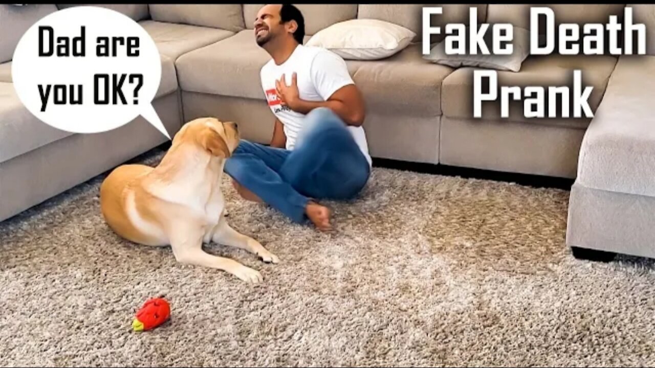 Fake death prank on my dog😅😅