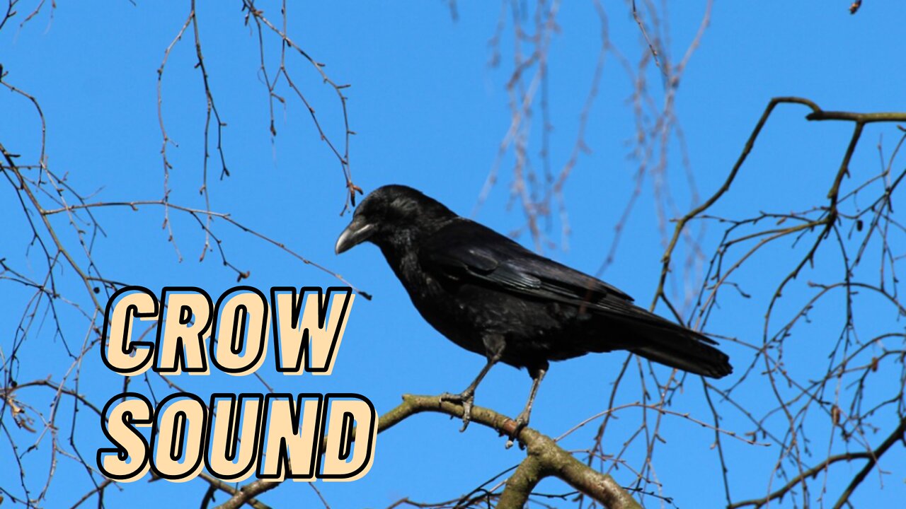 Loud Bird Sounds Crows Video By Kingdom Of Awais