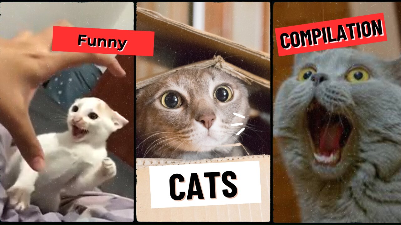 Cats Being Hilariously Adorable – Must Watch! 🐾🤣