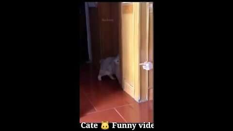 Cat pet animal funny viral video!