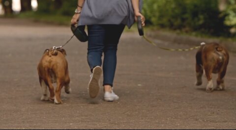 Dog on leash walks in hilariously bizarre manner-dog training techniques