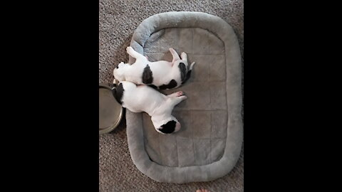 American Bulldog Puppies, 2 weeks old.