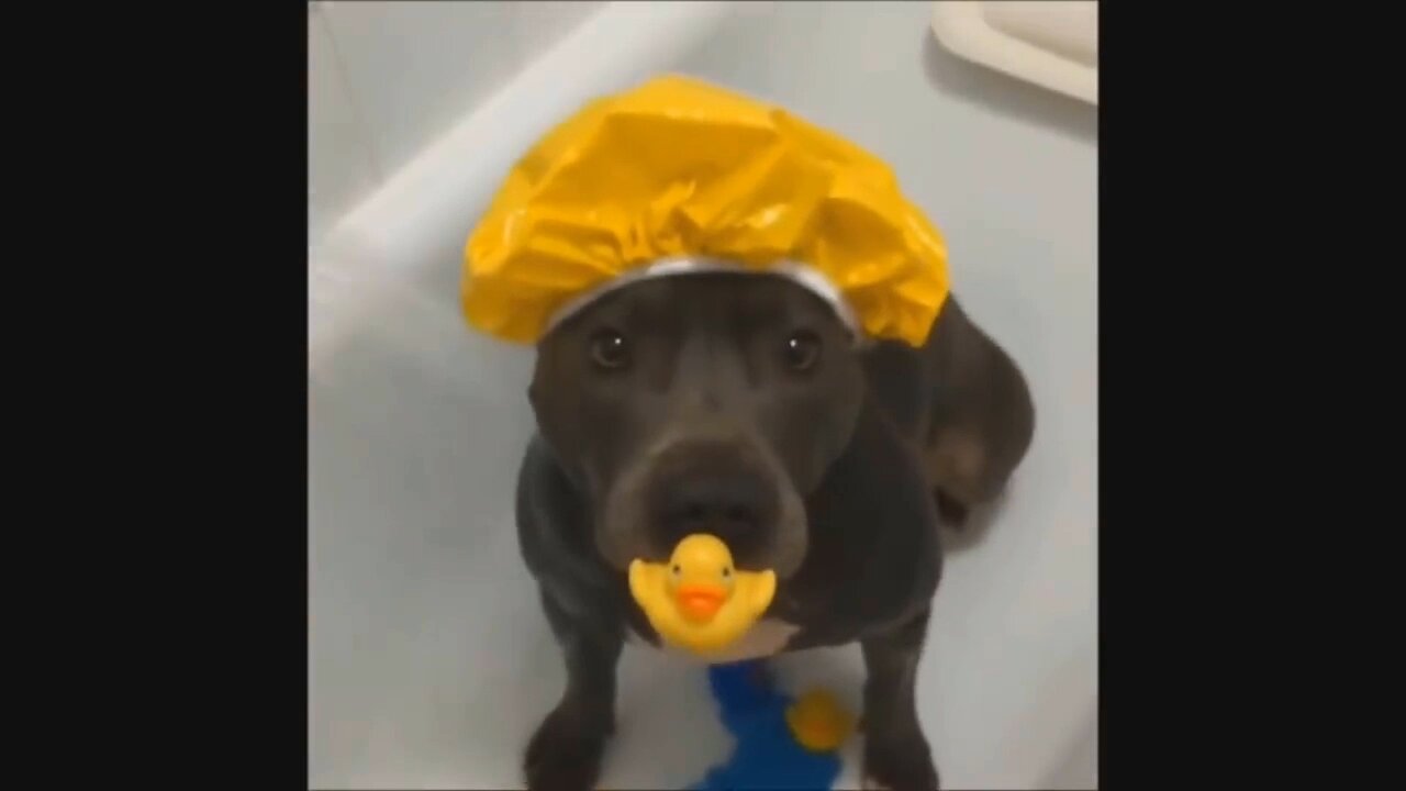 Cute Baby Animals Getting A Bath | Adorable Pets