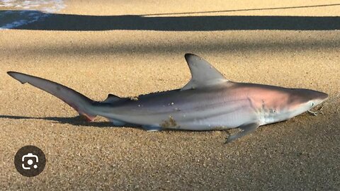 Shark Rescue: Baby Shark's Unexpected Return